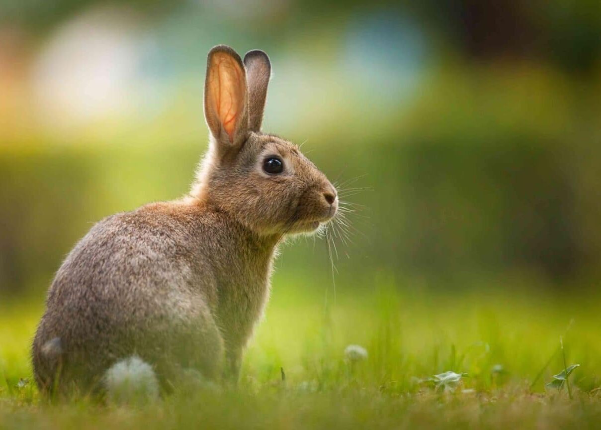 Quelle est la signification spirituelle du lapin ?